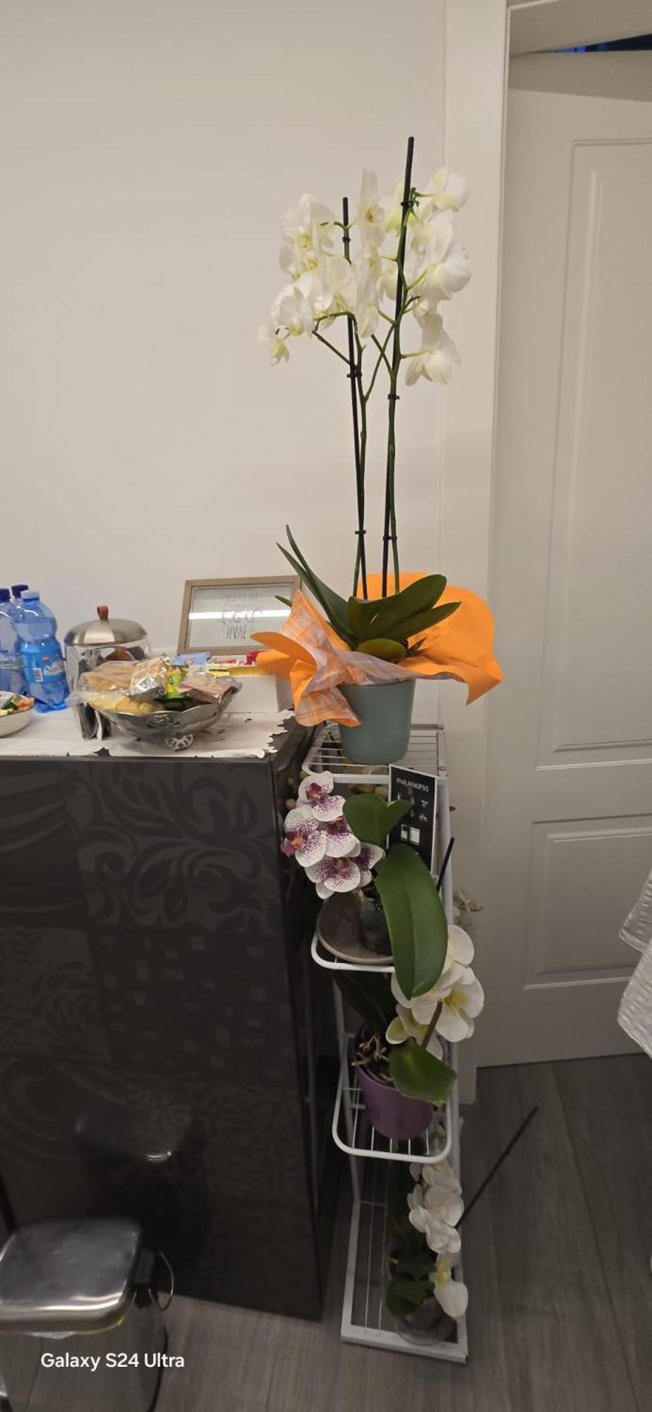 Orchidea Bed and Breakfast Bologna Exteriör bild
